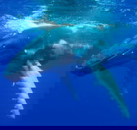 Dunsborough Whale Watching Eco Tour - ACT Tourism