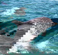 Half-Day Mandurah Canals  Dolphin Watch Tour - ACT Tourism