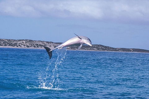 Half-Day Mandurah Canals & Dolphin Watch Tour - ACT Tourism 7