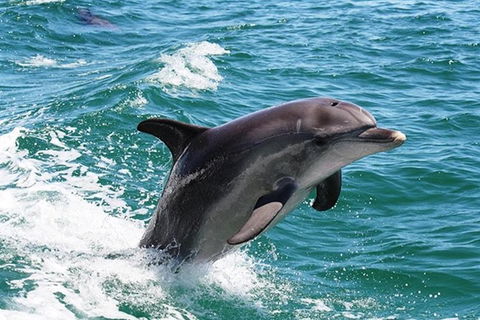 Half-Day Mandurah Canals & Dolphin Watch Tour - ACT Tourism 2