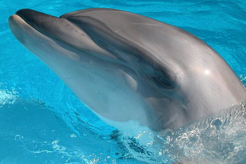 Half-Day Mandurah Canals & Dolphin Watch Tour - ACT Tourism 5