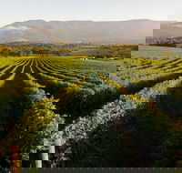 Half-Day Swan Valley Walk  Fruit Orchard - ACT Tourism