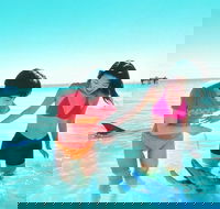 Monkey Mia Dolphins  Shark Bay Air Tour From Perth - ACT Tourism