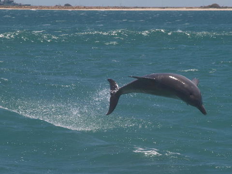 Swim With Dolphins Day Trip From Perth - ACT Tourism 3