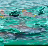 Swim with Dolphins Day Trip from Perth - ACT Tourism