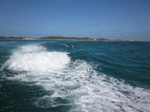 Swim With Dolphins Day Trip From Perth - ACT Tourism 4