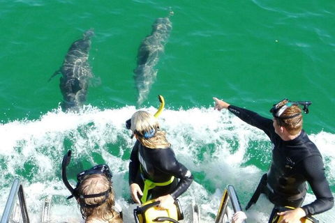 Swim With Dolphins Day Trip From Perth - ACT Tourism 8