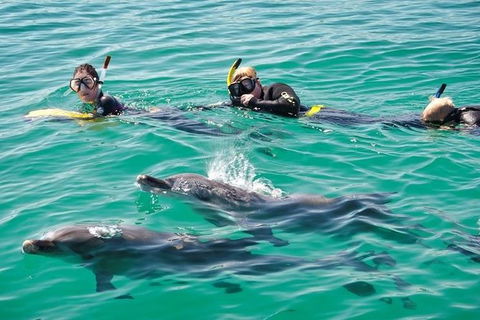Swim With Dolphins Day Trip From Perth - ACT Tourism 5