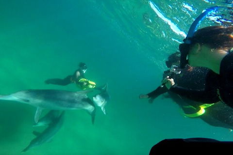 Swim With Dolphins Day Trip From Perth - ACT Tourism 9