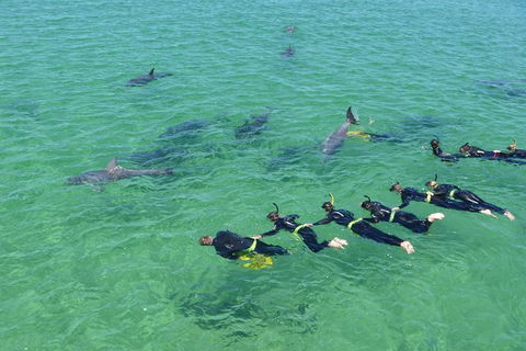 Swim With Dolphins Day Trip From Perth - ACT Tourism 6