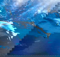 Snorkel with Sharks at AQWA - ACT Tourism