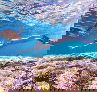 7-Day Exmouth Explorer via Pinnacles Monkey Mia Ningaloo Reef returning to Perth - ACT Tourism