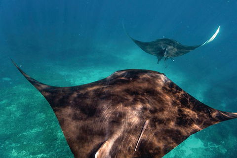 7-Day Exmouth Explorer Via Pinnacles Monkey Mia Ningaloo Reef Returning To Perth - ACT Tourism 8