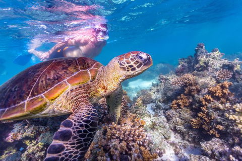 7-Day Exmouth Explorer Via Pinnacles Monkey Mia Ningaloo Reef Returning To Perth - ACT Tourism 11