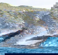 Jet Boat Whale Watching Safari from Dunsborough - ACT Tourism