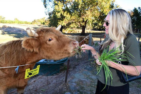 Private Swan Valley Tour By Luxury Vehicle From Perth - ACT Tourism 3