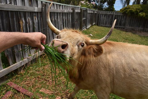 Private Swan Valley Tour By Luxury Vehicle From Perth - ACT Tourism 23