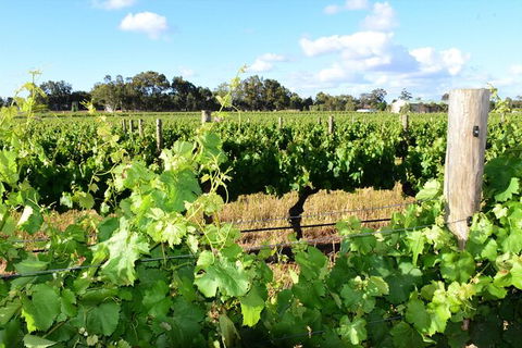 Private Swan Valley Tour By Luxury Vehicle From Perth - ACT Tourism 39