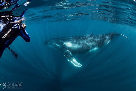 Swim With Humpback Whales - Ningaloo Reef - 3 Islands Whale Shark Dive - ACT Tourism 1