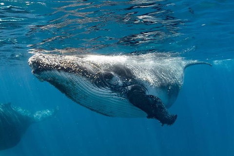 Swim With Humpback Whales - Ningaloo Reef - 3 Islands Whale Shark Dive - ACT Tourism 0