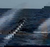 Perth Whale-Watching Cruise from Hillarys Boat Harbour - ACT Tourism