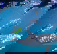 Swim with Wild Dolphins - ACT Tourism