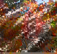 Swan Valley Winery Experience - Full Day Coach Tour - ACT Tourism