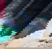 Full-Day Penguin Island  Mandurah Canal Cruise - ACT Tourism