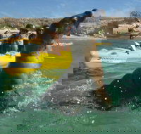 Penguin and Seal Island Kayak Tour - ACT Tourism