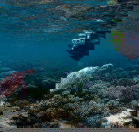 3 Night Ningaloo Reef Snorkel and Dive Getaway from Coral Bay - ACT Tourism