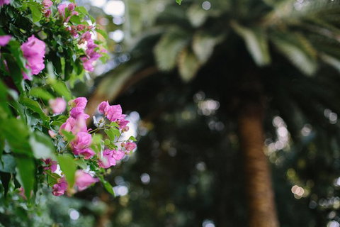 Wanneroo Botanic Gardens: Devonshire Tea And Garden Self Guided Tour - ACT Tourism 1