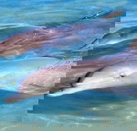 4 Day Perth to Monkey Mia Cruiser  Return - ACT Tourism