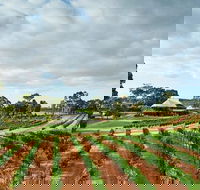 Vasse Felix Winery Tour and Tasting - ACT Tourism