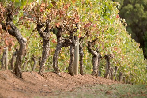 Vasse Felix Winery Tour And Tasting - ACT Tourism 3