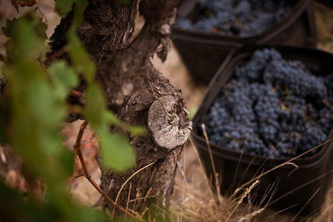 Vasse Felix Winery Tour And Tasting - ACT Tourism 4