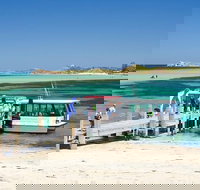 Penguin Island and Caversham Wildlife Park Day Trip From Perth - ACT Tourism