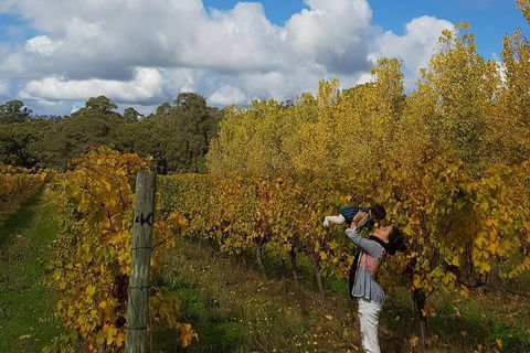 7 Hour Full Day Tour: Morning Tea, Chocolate, Olives, 3 Wineries & Lunch - ACT Tourism 20
