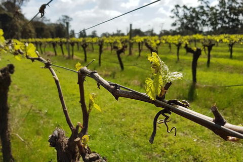 7 Hour Full Day Tour: Morning Tea, Chocolate, Olives, 3 Wineries & Lunch - ACT Tourism 15