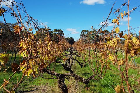 7 Hour Full Day Tour: Morning Tea, Chocolate, Olives, 3 Wineries & Lunch - ACT Tourism 8