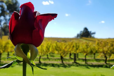7 Hour Full Day Tour: Morning Tea, Chocolate, Olives, 3 Wineries & Lunch - ACT Tourism 14