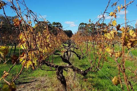 5 Hours Wineries, Coffee Tasting, Forest & Lunch At The Berry Farm - ACT Tourism 15