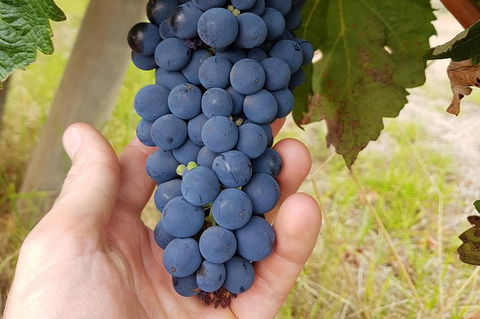 5 Hours Wineries, Coffee Tasting, Forest & Lunch At The Berry Farm - ACT Tourism 18
