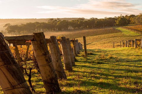 5 Hours Wineries, Coffee Tasting, Forest & Lunch At The Berry Farm - ACT Tourism 19