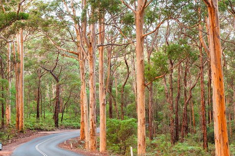 5 Hours Wineries, Coffee Tasting, Forest & Lunch At The Berry Farm - ACT Tourism 13