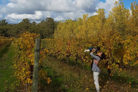 5 Hours Wineries, Coffee Tasting, Forest & Lunch At The Berry Farm - ACT Tourism 17