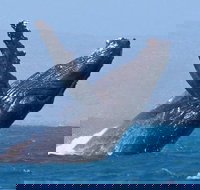 Sunset Cruise Wildlife Watching - ACT Tourism