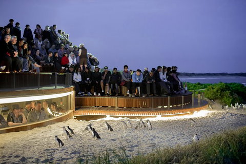1 Day Private Phillip Island Tour (VIP Charter Up To 9 People) - ACT Tourism 0