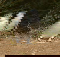 Express Expedition to Phillip Island Penguin Wildlife Encounter Evening Tour - ACT Tourism