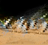 Phillip Island Penguin Parade Express Tour from Melbourne - ACT Tourism