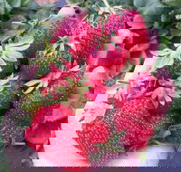 Mornington Peninsula including Strawberry Farm Day Tour from Melbourne - ACT Tourism